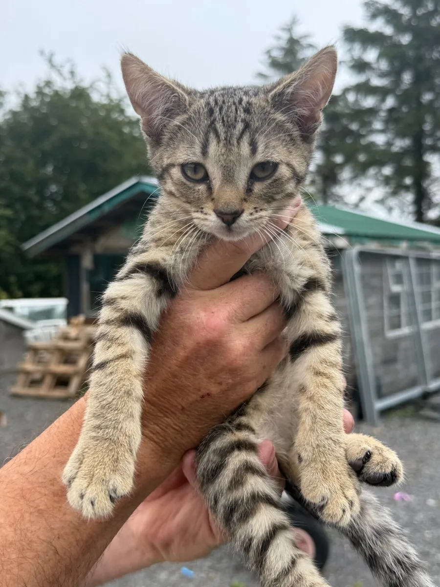 Kitten - Image 1
