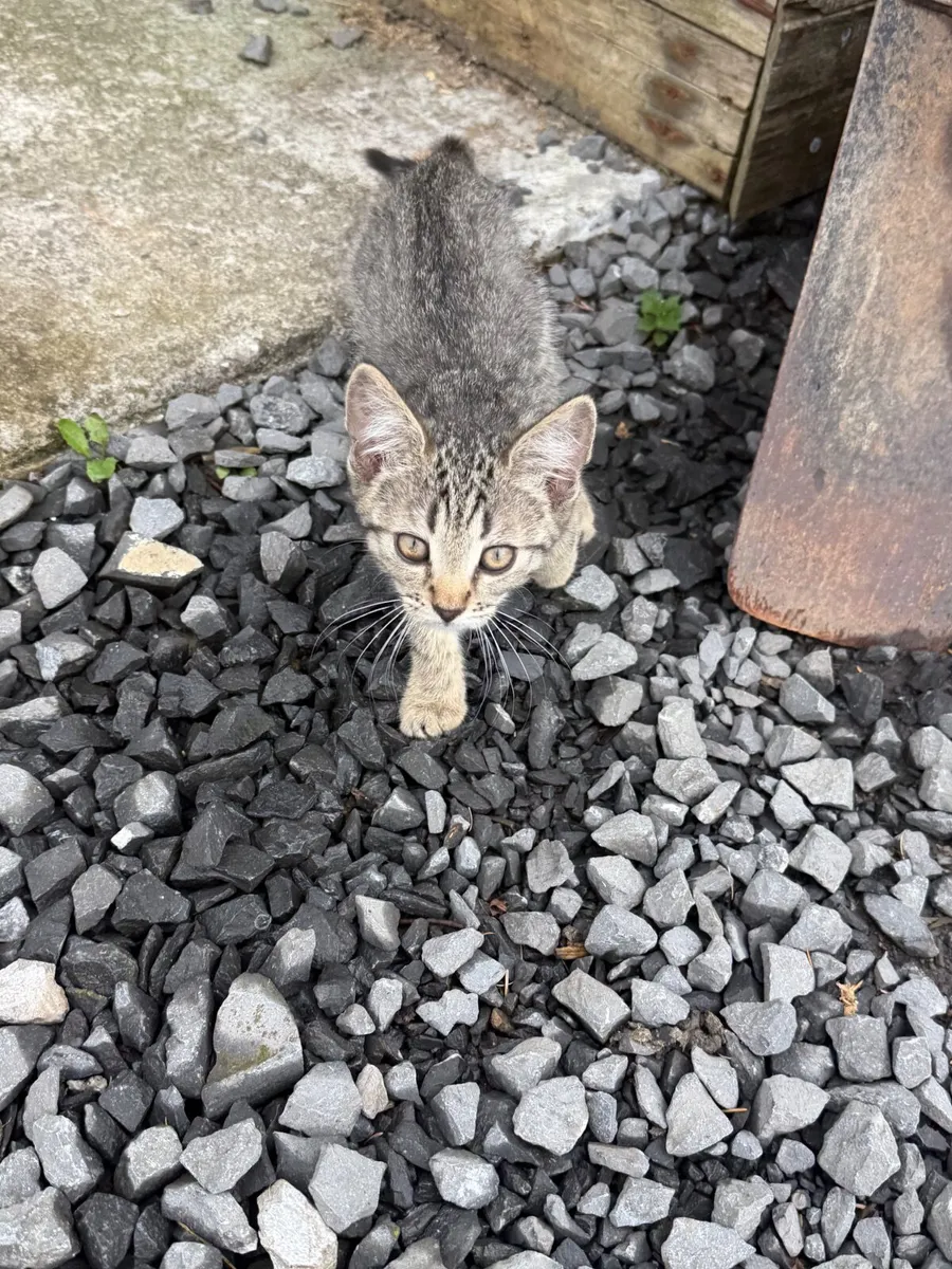 Kitten - Image 3