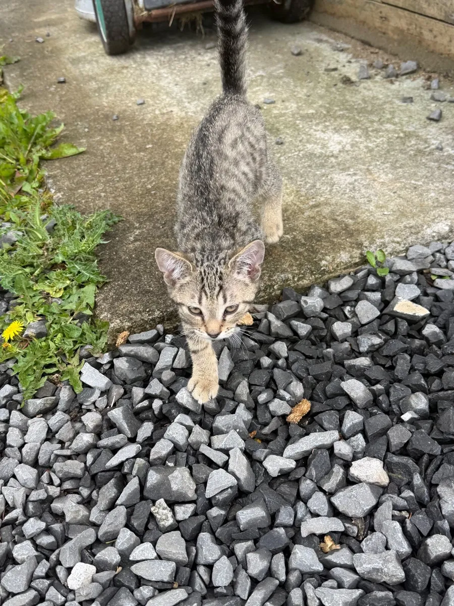 Kitten - Image 4