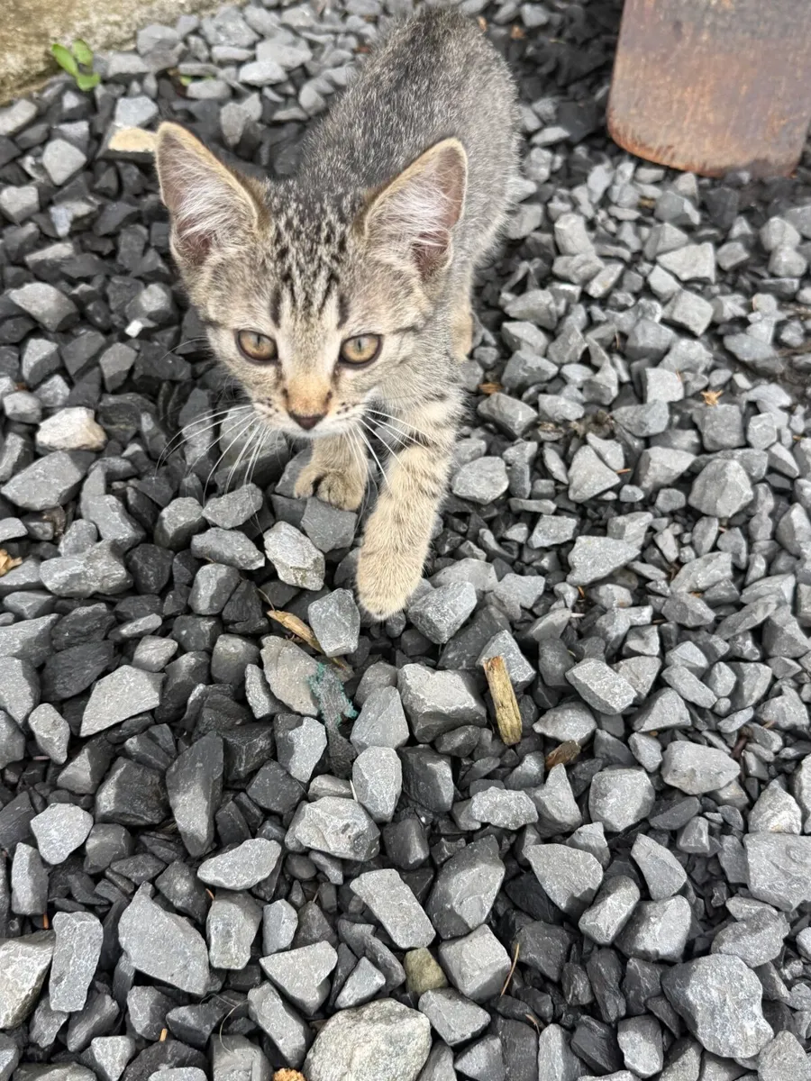 Kitten - Image 2