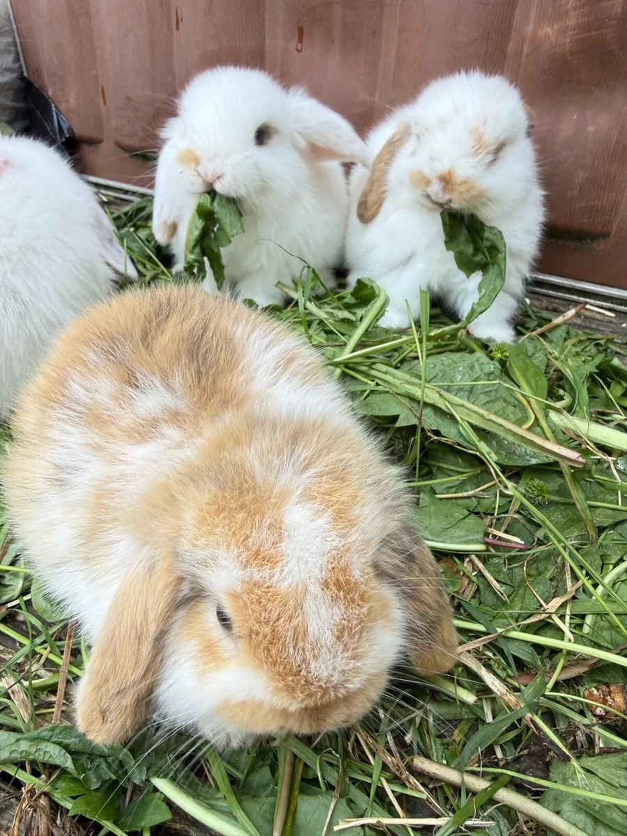 lop-eared rabbit - Image 2