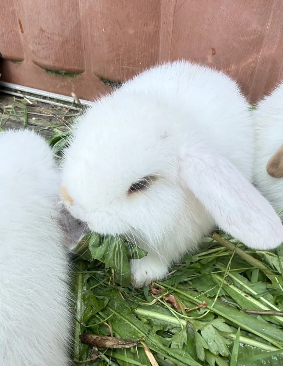 lop-eared rabbit - Image 3