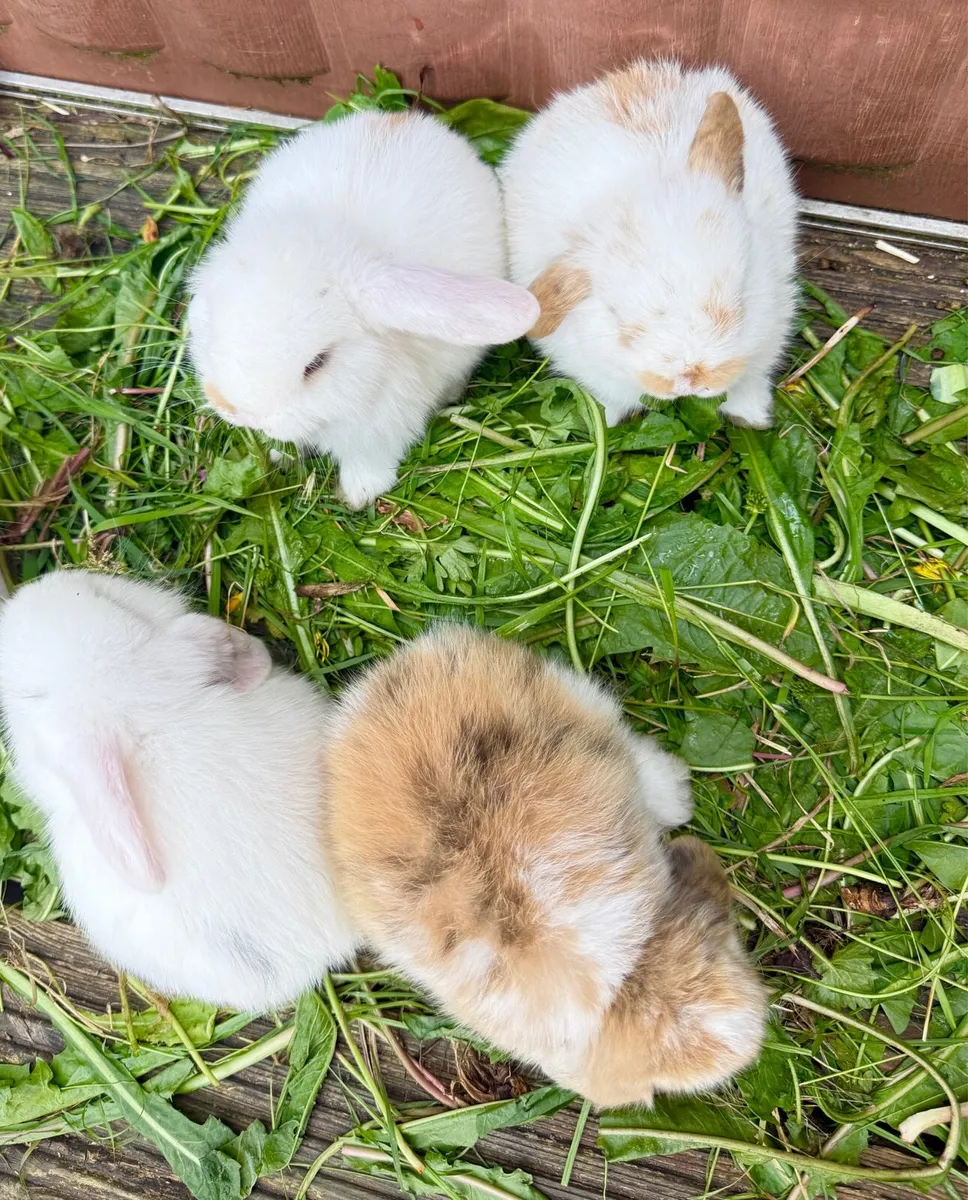 lop-eared rabbit - Image 4