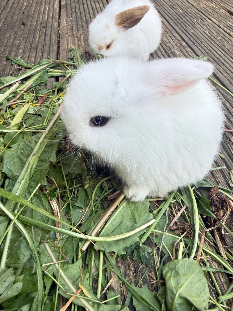 lop-eared rabbit - Image 1
