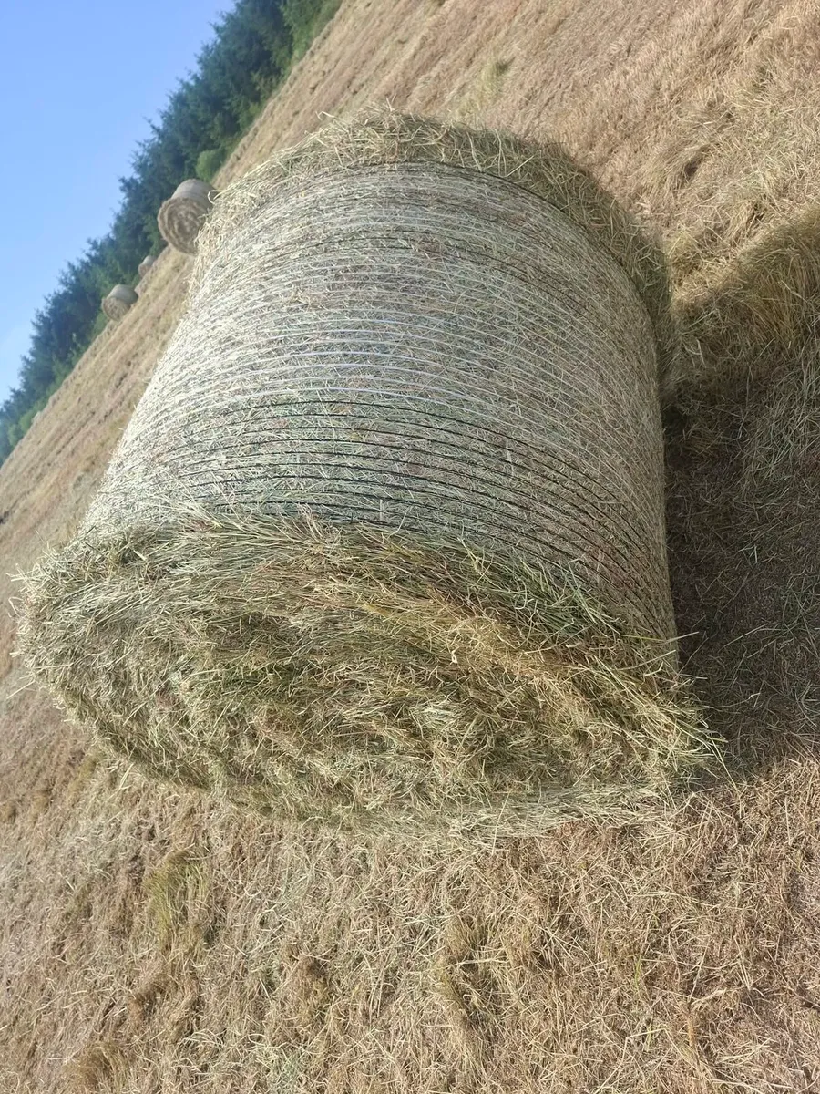 Hay bales - Image 1