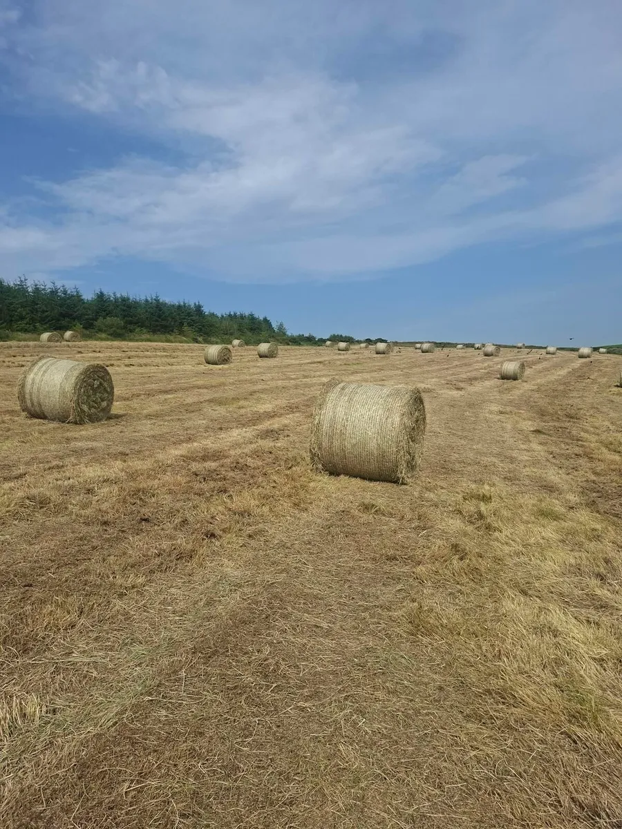 Hay bales - Image 3