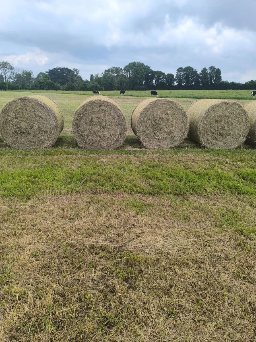 Hay - Image 4