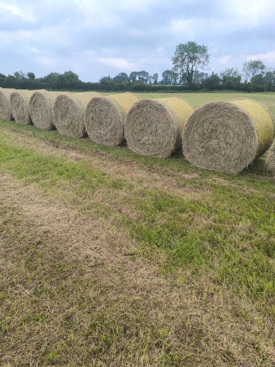 Hay - Image 3