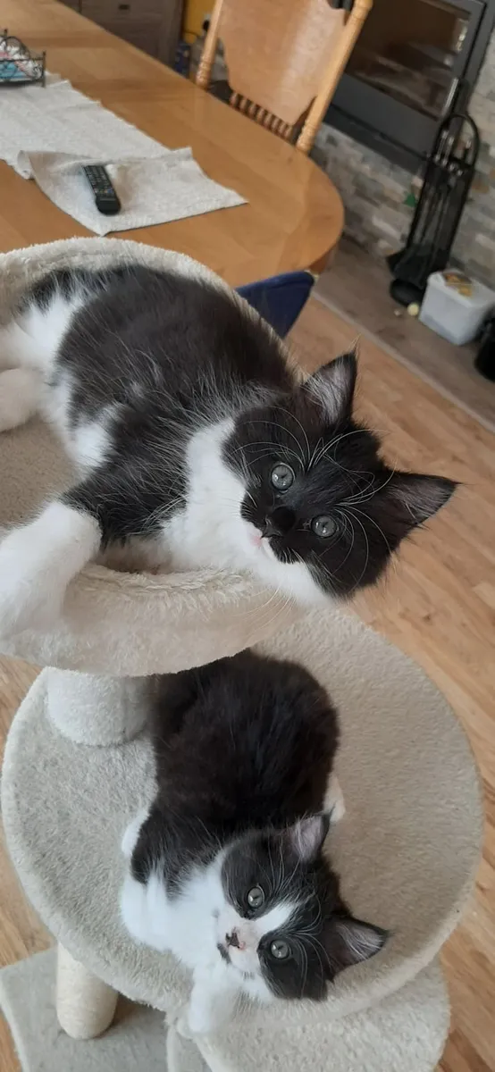 Five Kittens for Sale - Image 2