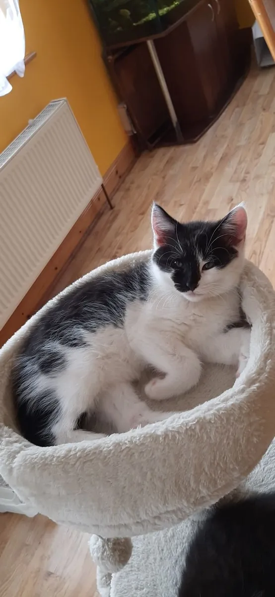 Five Kittens for Sale - Image 3