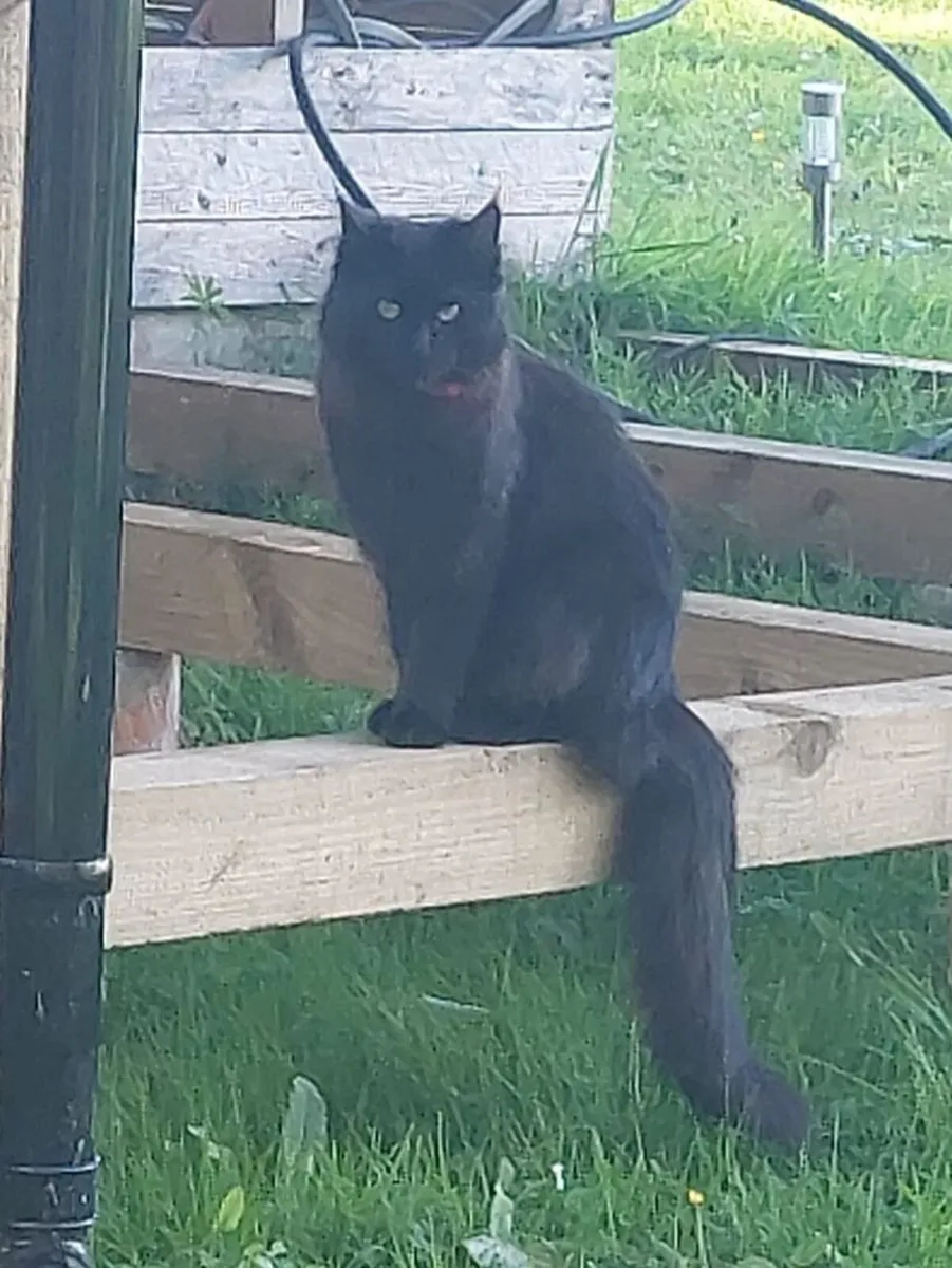 1 Kitten Left for Sale - Image 3