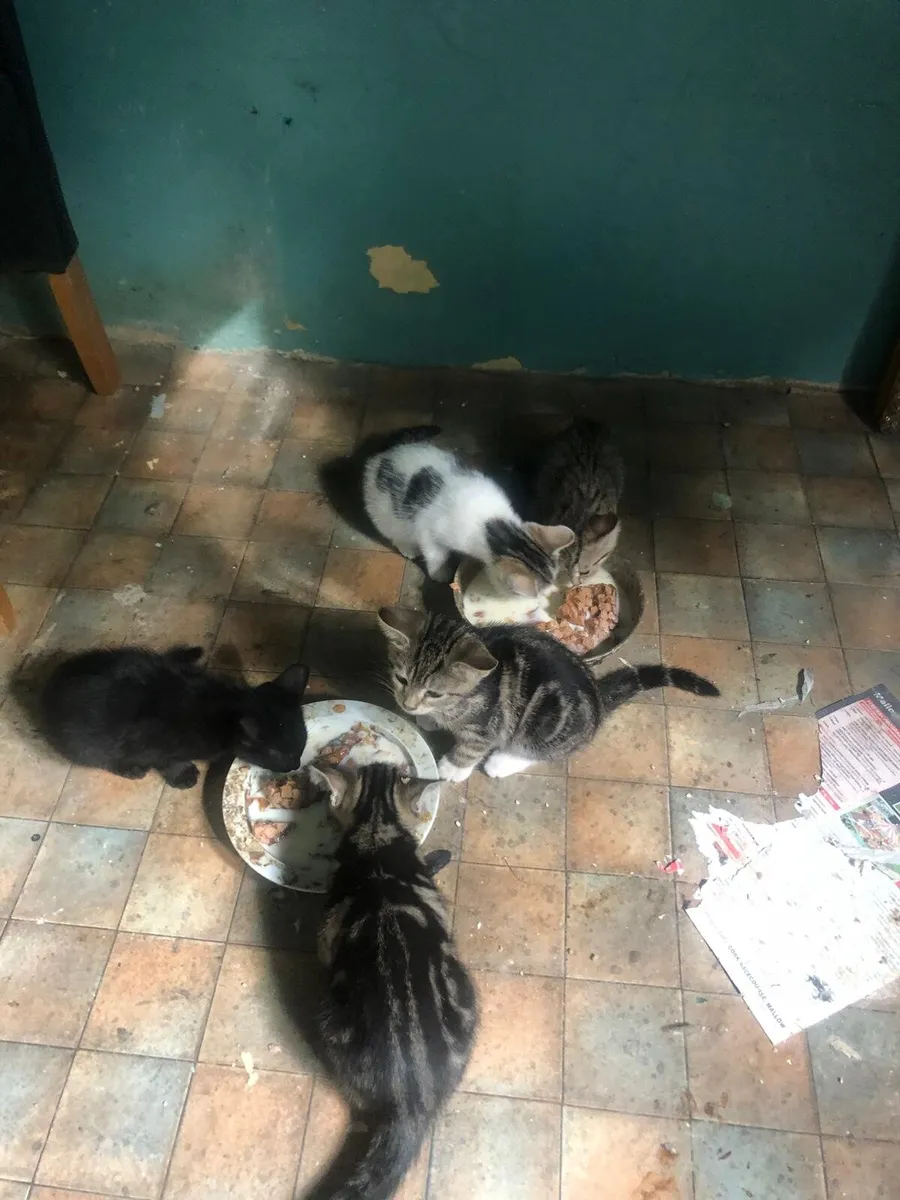 Kittens