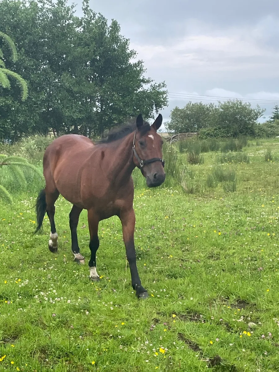 Beautiful Horse - Image 1