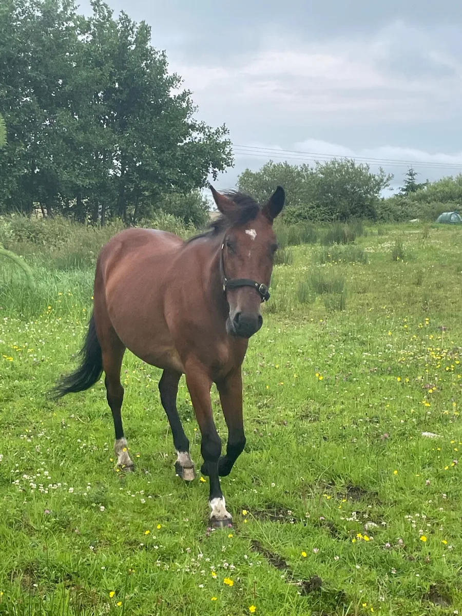 Beautiful Horse - Image 2