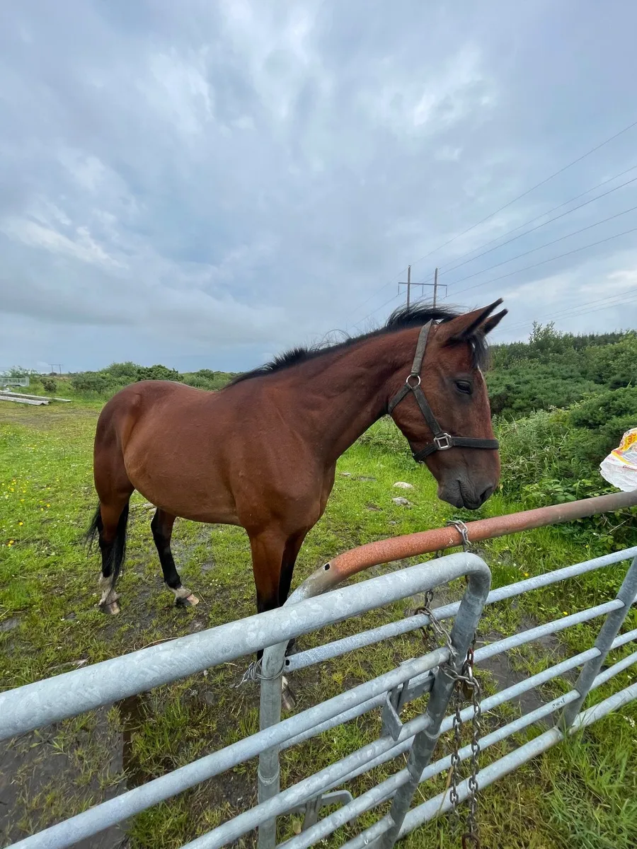 Beautiful Horse - Image 3
