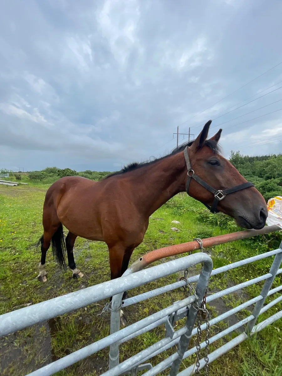 Beautiful Horse - Image 4