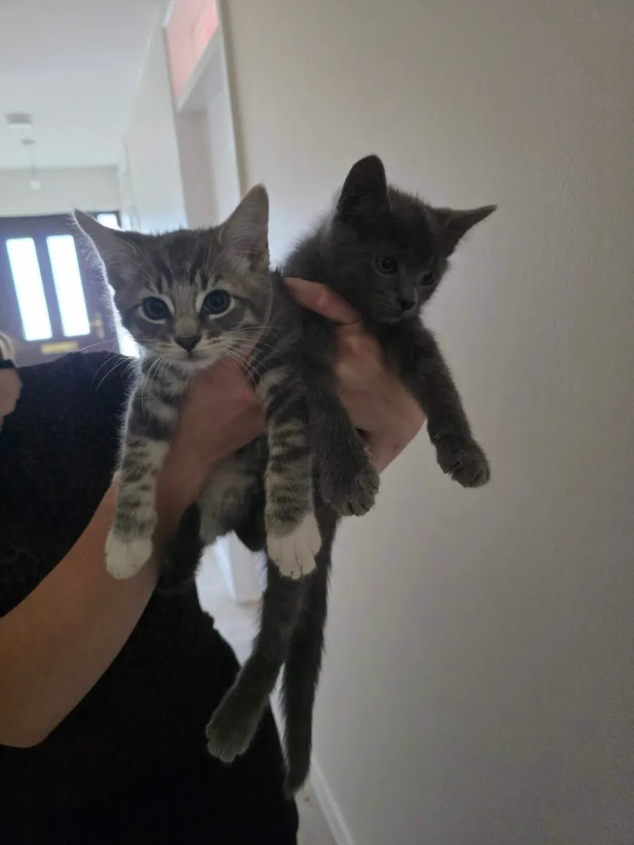 Half British short hair kittens - Image 2