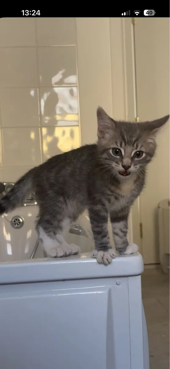 Half British short hair kittens - Image 3