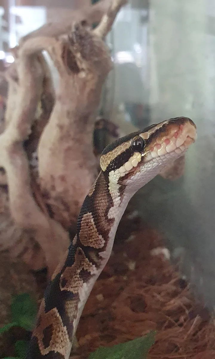 Reptile - Image 1