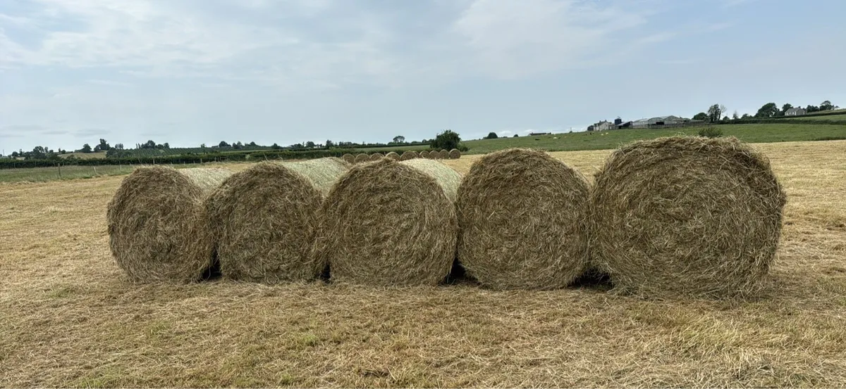 Round bale hay - Image 2