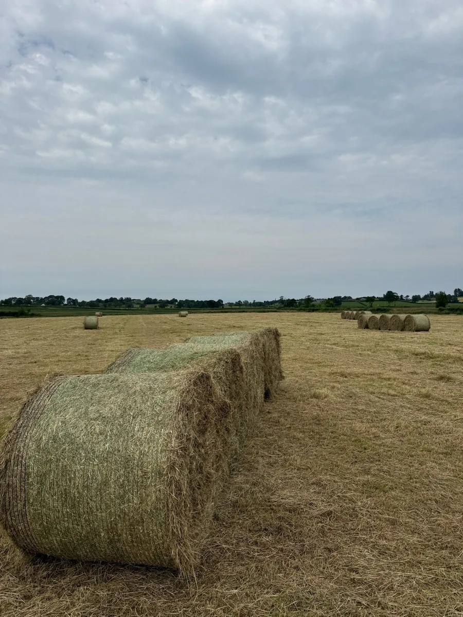 Round bale hay - Image 4