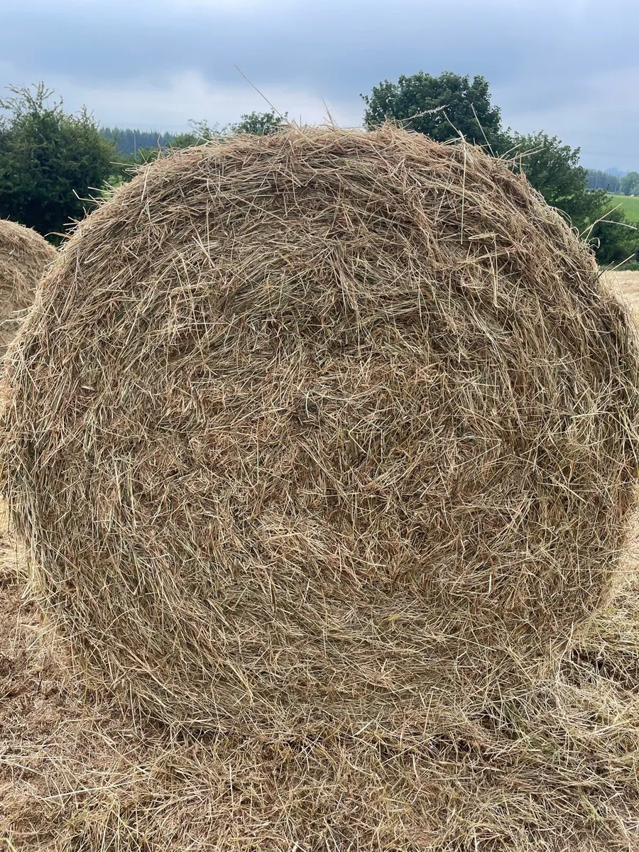 Hay bales - Image 1