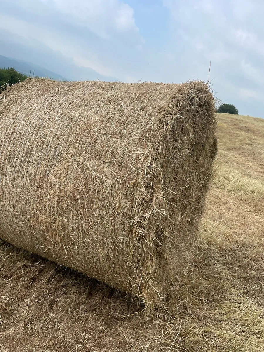 Hay bales - Image 2