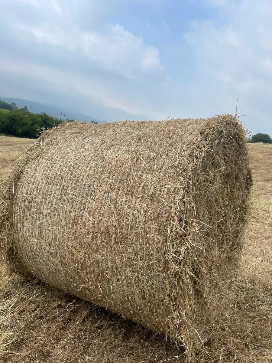 Hay bales - Image 3