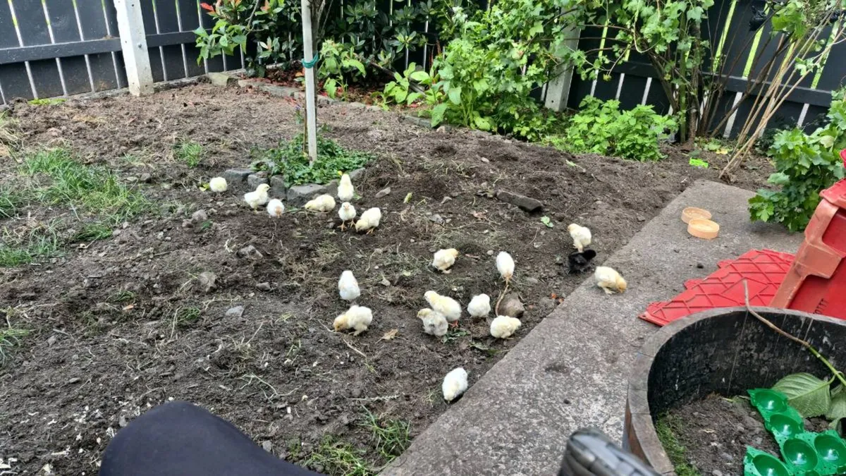 Pure breed chicks - Image 1