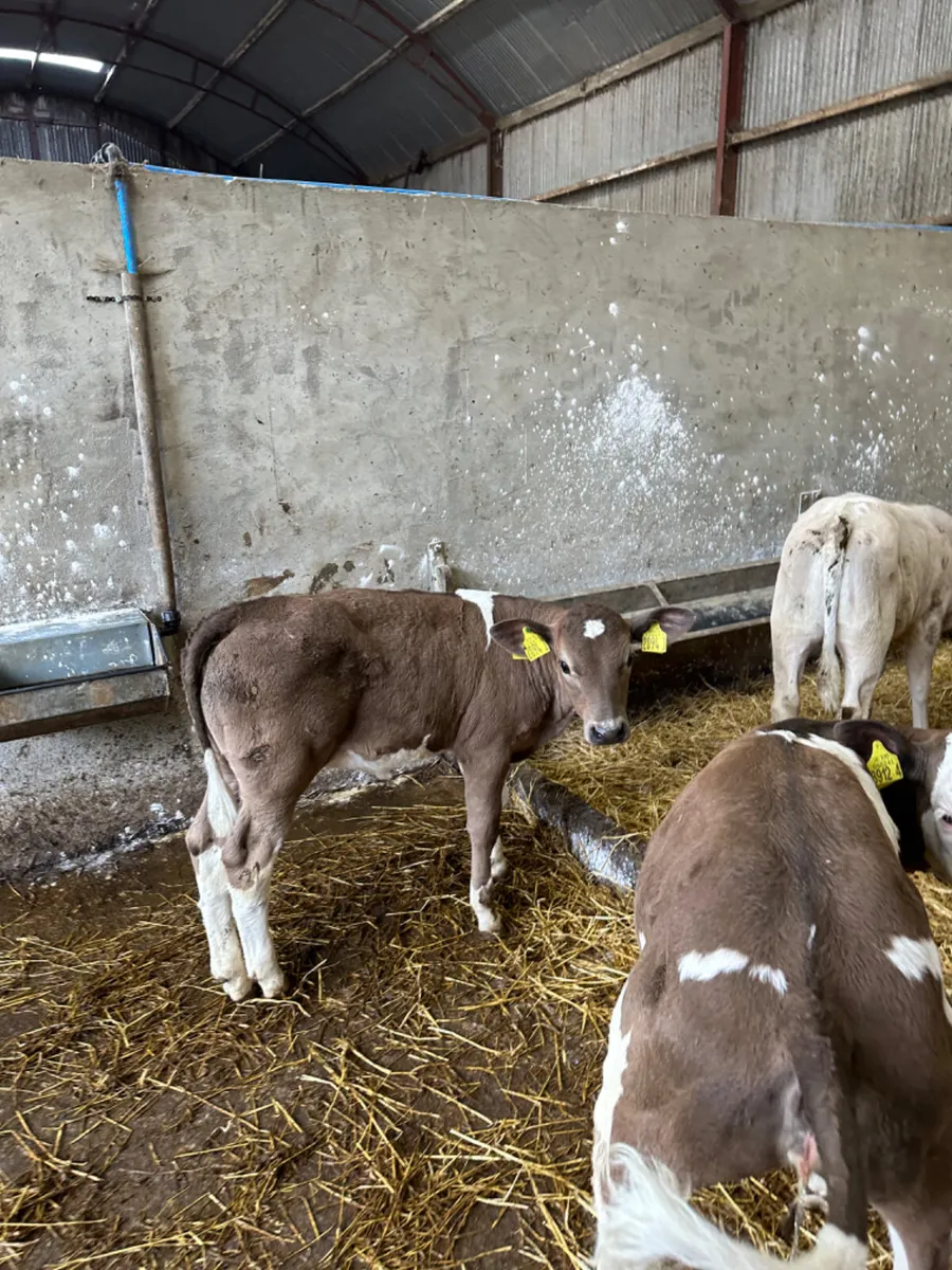 Sim blue and Charolais heifers - Image 1