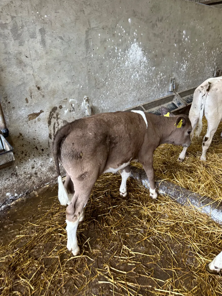 Sim blue and Charolais heifers - Image 4