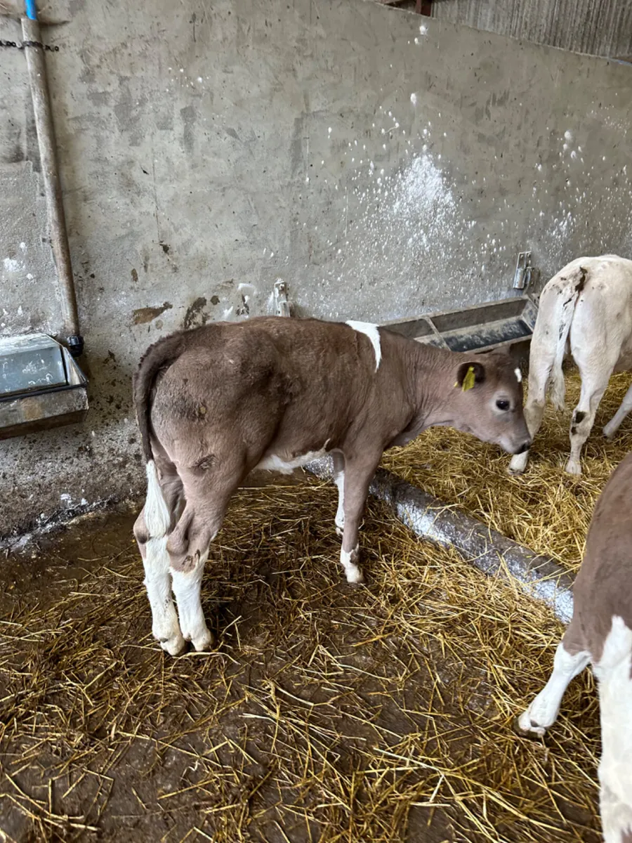 Sim blue and Charolais heifers - Image 3