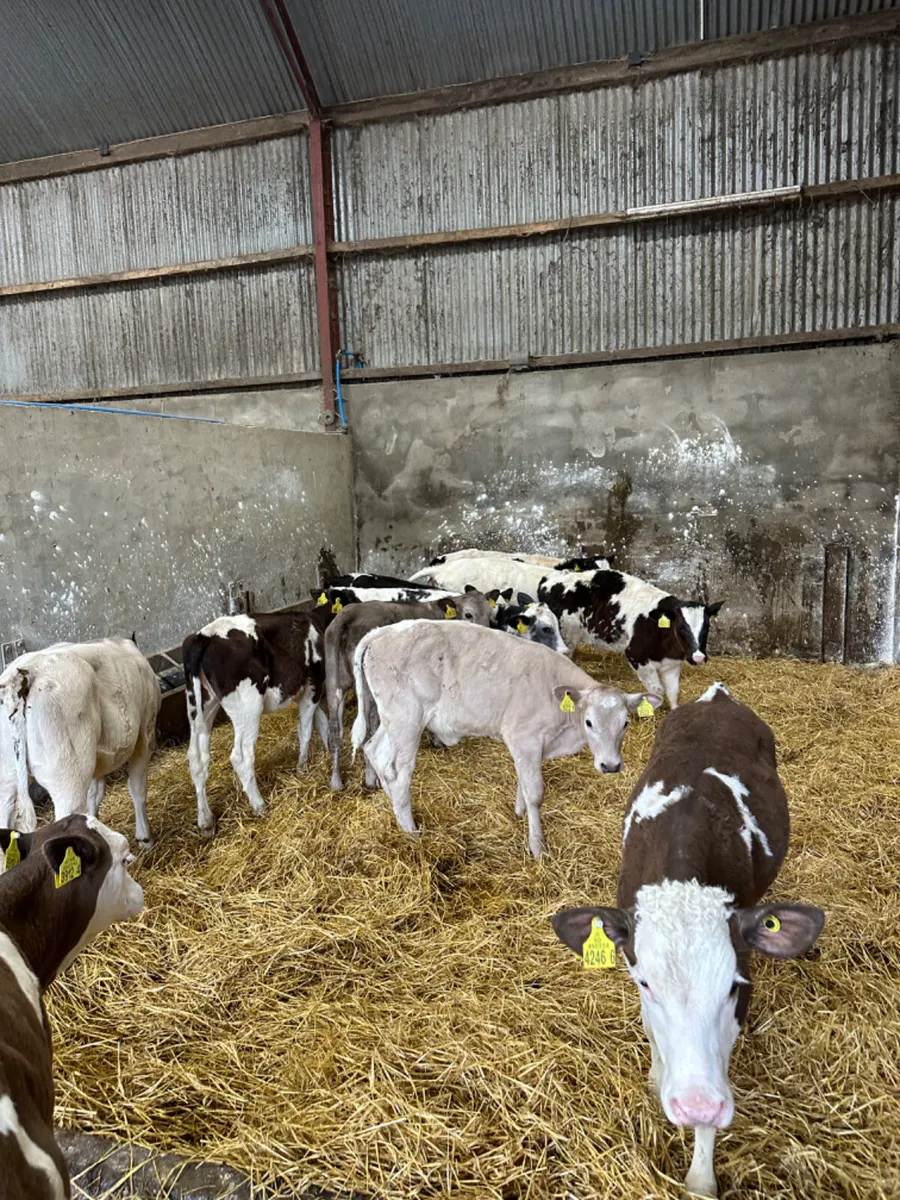 Sim blue and Charolais heifers - Image 2