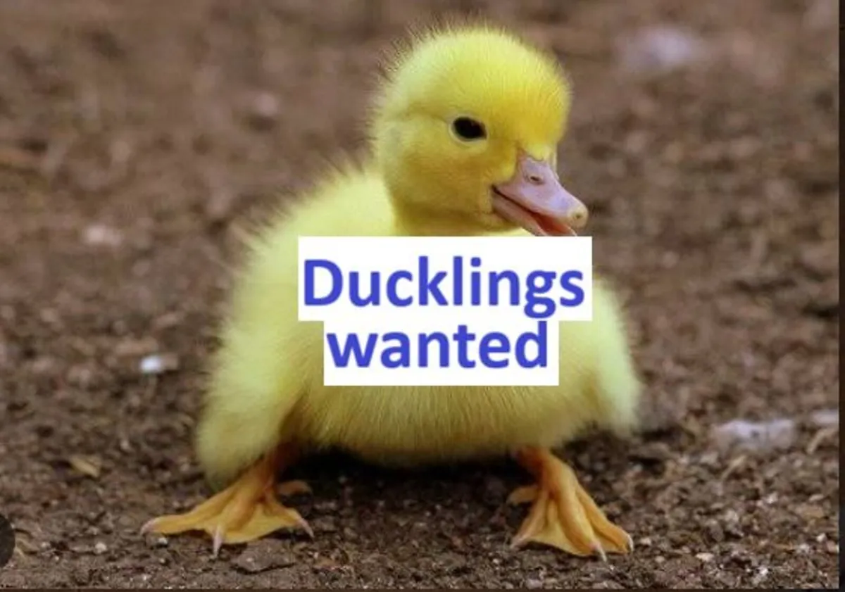 ducklings WANTED