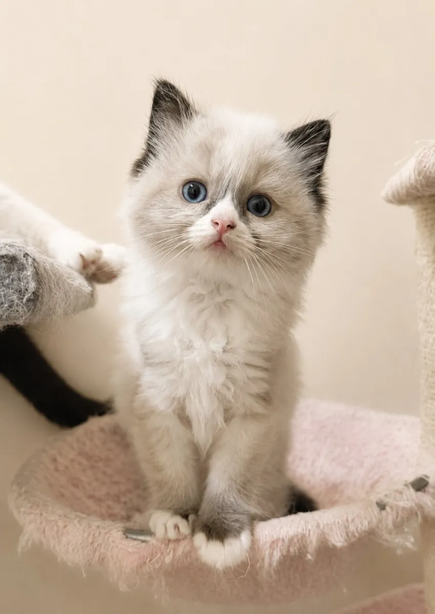 Ragdoll Kittens in Louth - Image 2