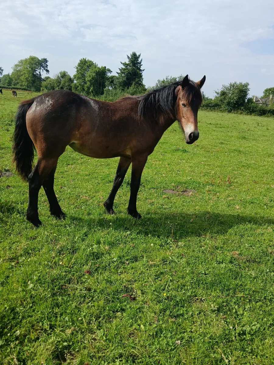 Horses - Image 3