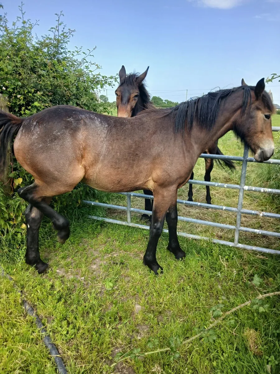 Horses - Image 1