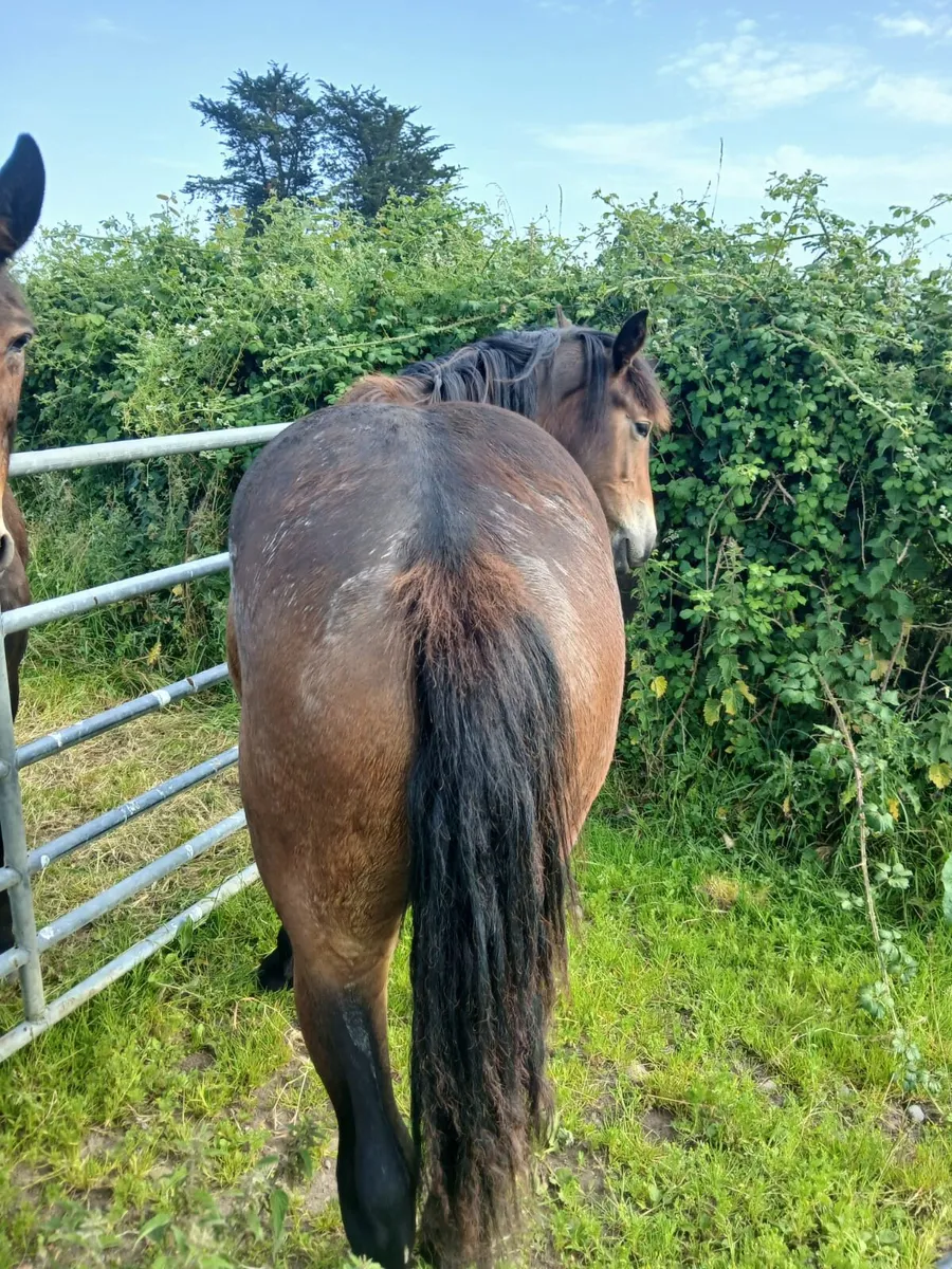 Horses - Image 2