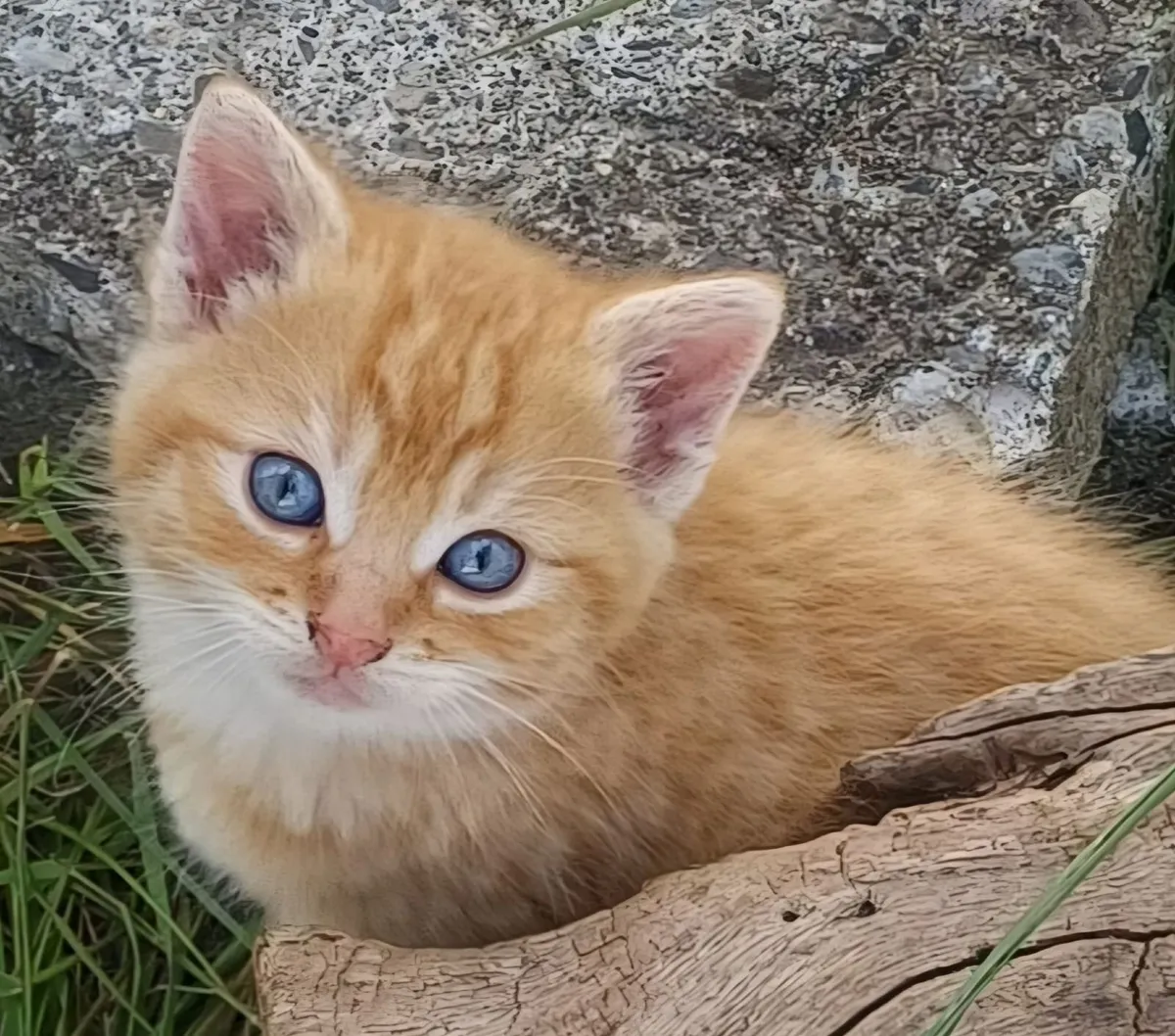 Beautiful playful kittens - Image 1