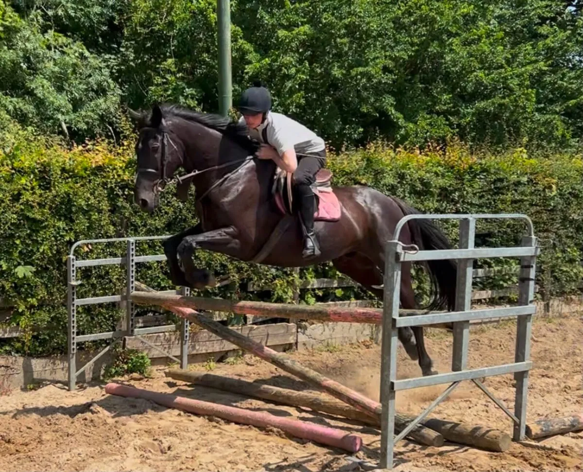11 year Old Black Gelding - Image 1