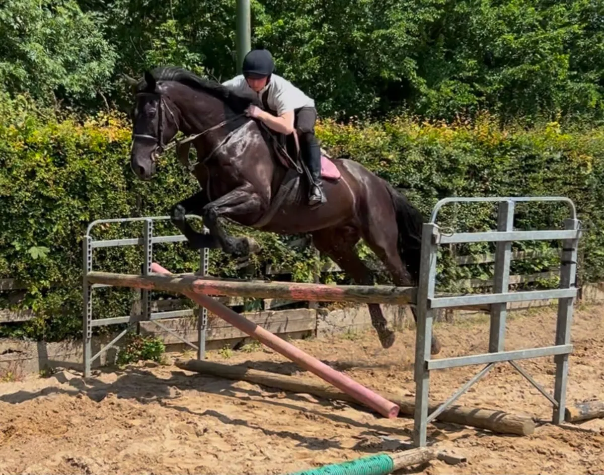 11 year Old Black Gelding - Image 3