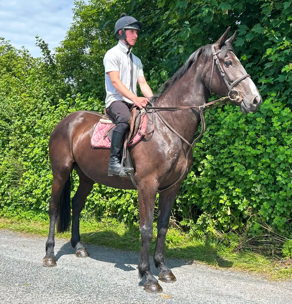 11 year Old Black Gelding - Image 4