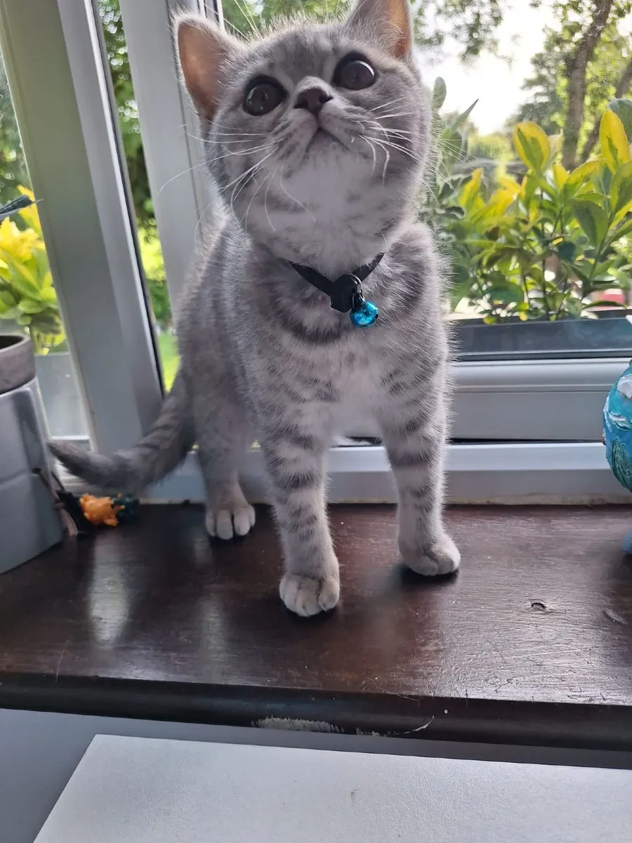 Britishshorthair teddy kitten - Image 3