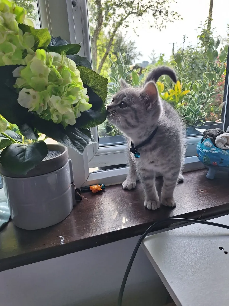 Britishshorthair teddy kitten - Image 1