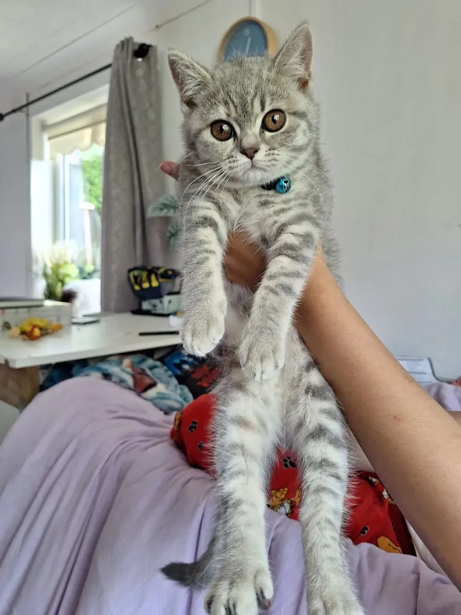 Britishshorthair teddy kitten - Image 2