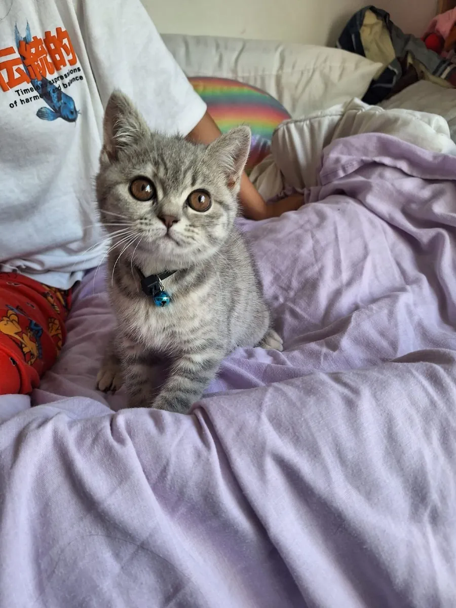 Britishshorthair teddy kitten - Image 4