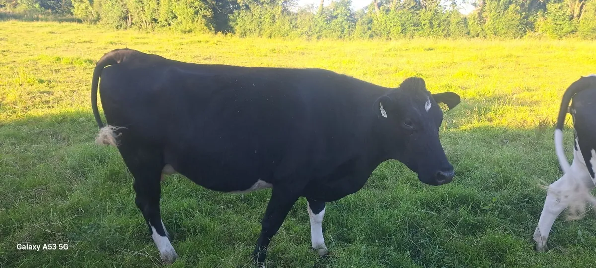 Incalf heifers  and a cow - Image 2