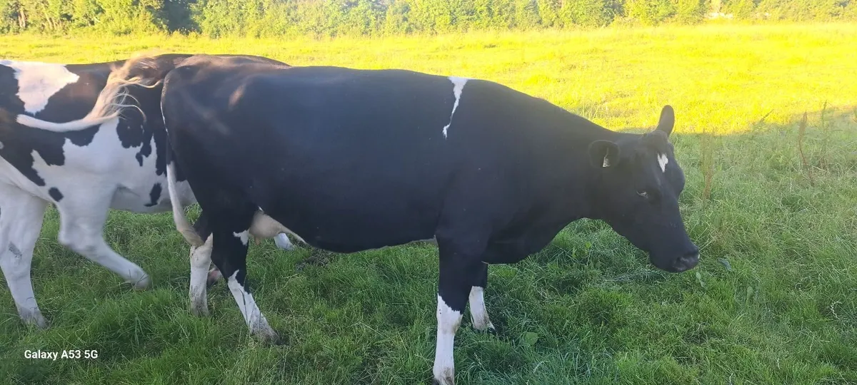 Incalf heifers  and a cow - Image 3