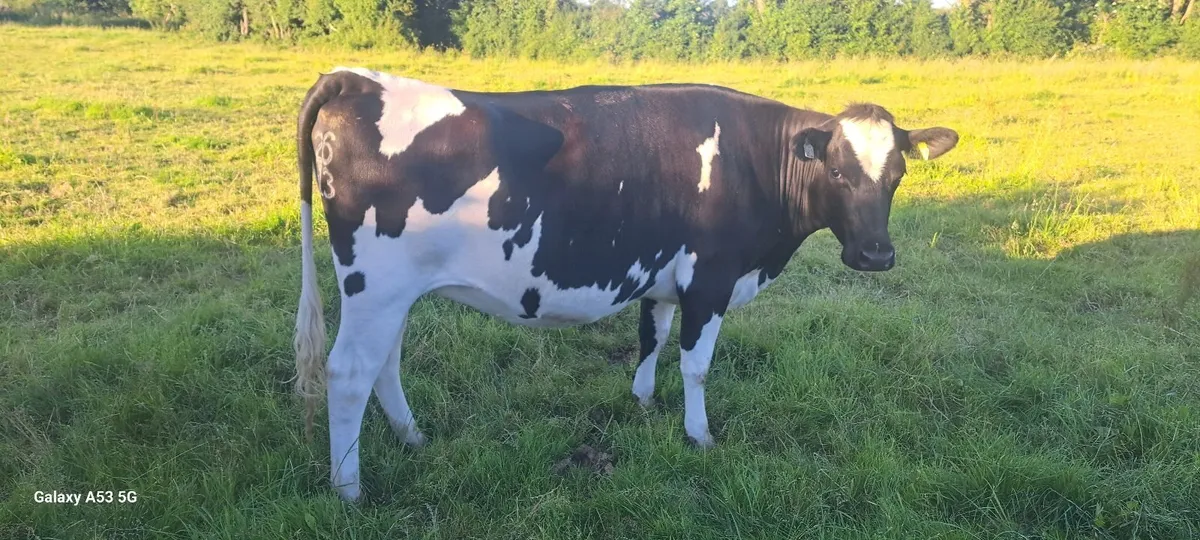Incalf heifers  and a cow - Image 1
