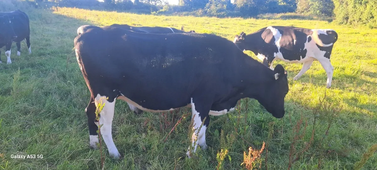 Incalf heifers  and a cow - Image 4
